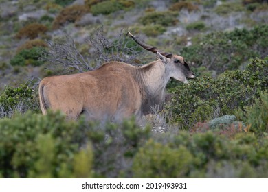 Eland Bull Grazing In Cape Point Nature Reserve