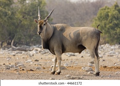 904 Oryx Bull Images, Stock Photos & Vectors | Shutterstock