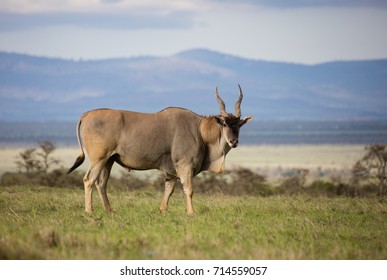 904 Oryx Bull Images, Stock Photos & Vectors | Shutterstock