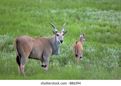 Eland Mother and Baby