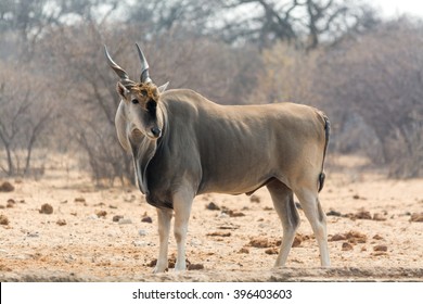 Similar Images, Stock Photos & Vectors of Eland bull standing on rocky ...