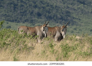 Elands looking off into the distance - Powered by Shutterstock