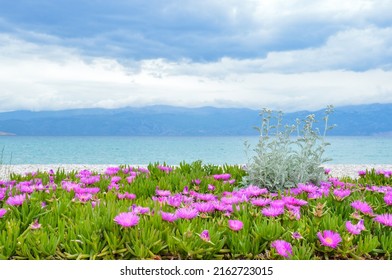 Elands sour fig flowers at Vela plaza beach in Baska, Krk island. Velebit mountain in background