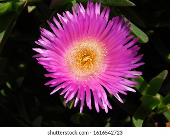 An Elands Sourfig Or Pig Face Or Ice Plant Or Carpobrotus Or Mesembryanthemum Acinaciformis Flower