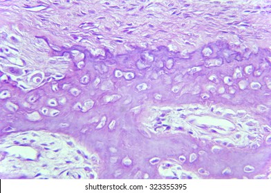 Elastic Cartilage And Connective Tissue, Histological Sample                              