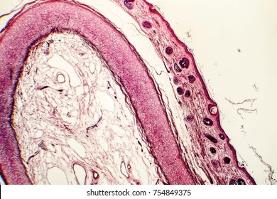 Elastic Cartilage Of Human Outer Ear, Light Micrograph