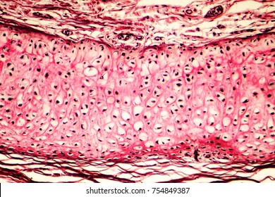 563 Elastic Cartilage Images, Stock Photos & Vectors | Shutterstock