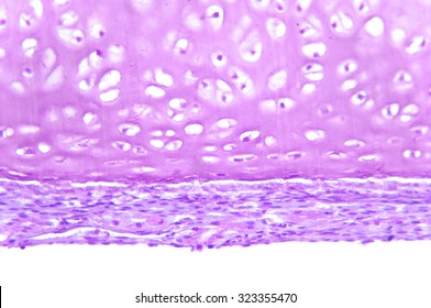 Elastic Cartilage With A Perichondrium, Histological Sample                                     