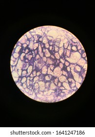 Elastic Connective Tissue Under A Microscope