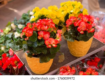 51 imágenes de Salmon colored begonia - Imágenes, fotos y vectores de stock  | Shutterstock