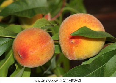 Elberta Yellow Peach, Prunus persica `Elberta`, fruit tree with pink flowers, large yellow fuzzy fruits flushed with red firm yellow freestone flesh, less sweeter than white peaches with acidic tang. 