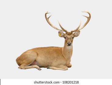 Eld Deer Isolated On White Background