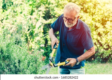 Elder Cut Trim The Bushes Green Shrub Plant In The Backyard Park Outdoor For Hobby In Holiday.