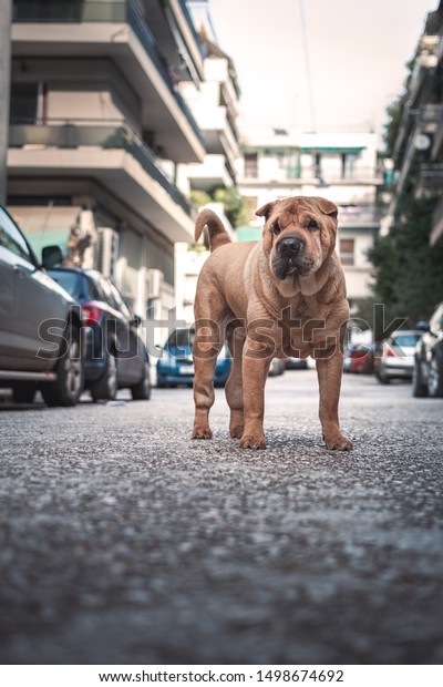Elder cute Shar-Pei dog\'s low angle\
portrait on the street between cars and\
buildings