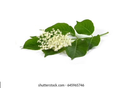 The Elder or Elderberry (Sambucus nigra) isolated on white background