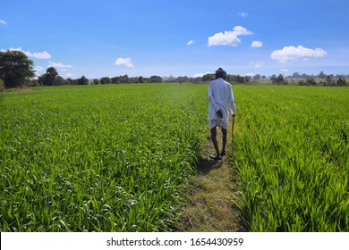 Elder farmers Indian farmers inspecting their wheat-laden fields. Beautiful blue sky in the background. - Powered by Shutterstock