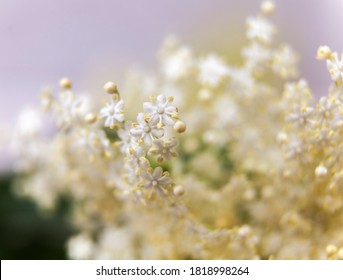 Elder flower blossom close up,macro,wallpaper,background,desktop,cover
