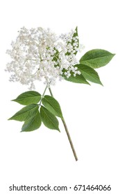 elder flower blossoms on a white background