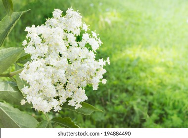 Elder Flower In Garden