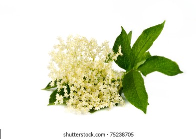 elder flower isolated on white