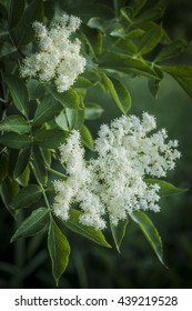 Elder Flower (Sambucus Nigra)