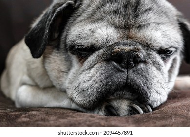 Elder Pug Dog With Nose Fungus 