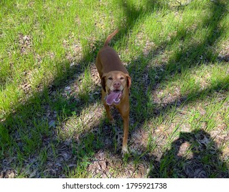 Elder Vizsla Out For A Jog.