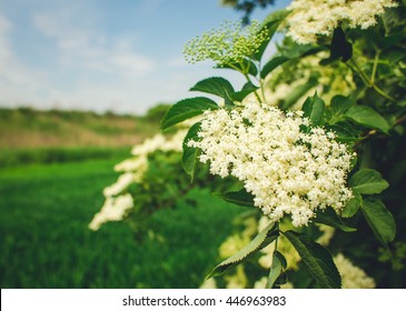 Elderberry blossom, close-up . Elderberry flowers , outdoor nature background. Elderberry flowers , outdoor nature - Powered by Shutterstock