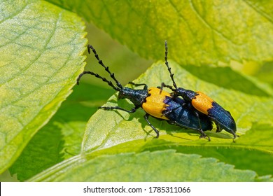 Elderberry borer beetle mating on a elderberry leaf.