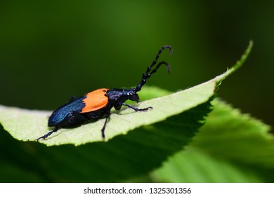 An elderberry borer beetle on a leaf with a natural green background.