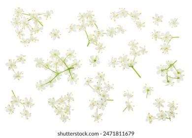 Elderberry flower or Sambucus nigra isolated on a white background. - Powered by Shutterstock