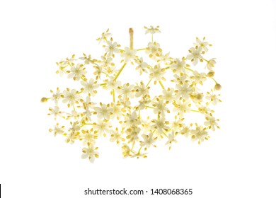 Elderberry flowers isolated on a white background