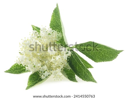 Elderberry with flowers and leaves isolated on a white background. Blossoming elder. Elderberry inflorescence. Sambucus nigra.
