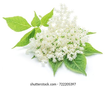 Elderberry flowers on the white background.