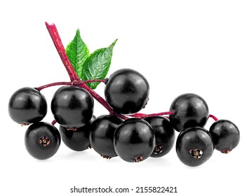 Elderberry fresh fruit with green leaves isolated on a white background. Sambucus branch. European black elderberry. - Shutterstock ID 2155822421