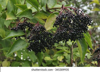 Elderberry Fruit - Sambucus Nigra