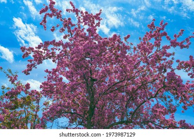 Elderberry Tree And Bloom At Belle Isle Park Detroit Michigan