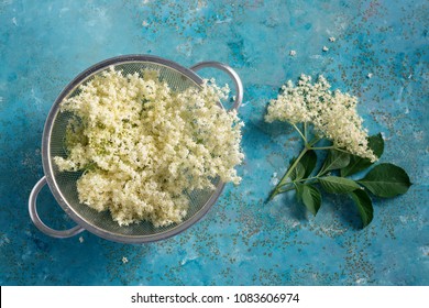 Elderflower blossom flower in colander. The flowers are edible and can be used to add flavour and aroma to both drinks and desserts. 