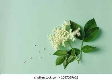 Elderflower blossom flower with leaves on light green background.  - Powered by Shutterstock