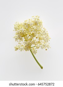 Elderflower blossom flower on white background. Single sprig of elderflower often used to make elderflower cordial.