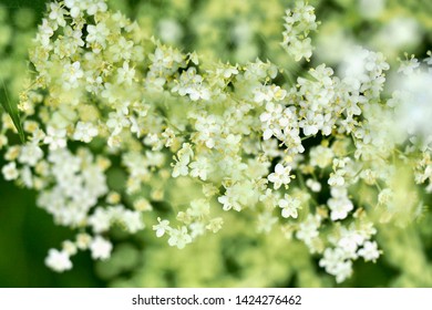 Elderflower close-up with blurred parts - Powered by Shutterstock