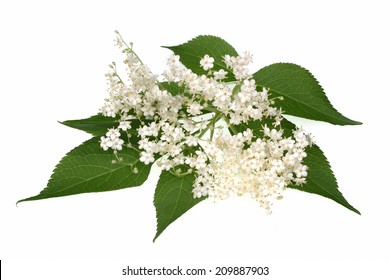 Elderflower Flower Head Sambucus Nigra On The White Background