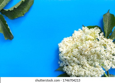 Elderflower with leaves in the opposite corners  on green background. Blooming elderberry. Flat lay. Background, postcard, banner, copy space, close up, top view