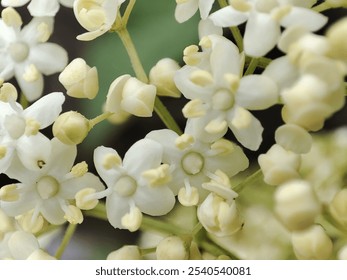 Elderflower (Sambucus nigra) blossom close-up  - Powered by Shutterstock