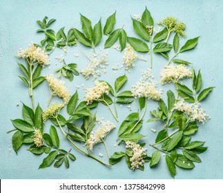 Elderflowers branches with leaves on light blue background, top view. Blossom of elder. Flat lay