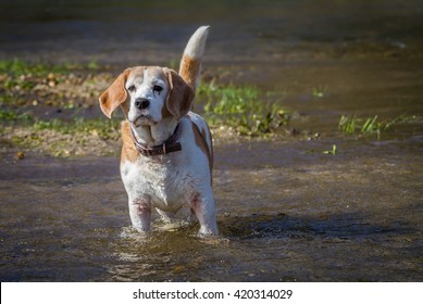 elderly beagle pet dog standing in stream easing aching bones on sunny day - Powered by Shutterstock