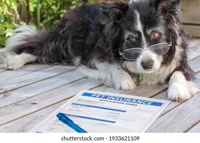 Elderly border collie dog in spectacles considers buying pet insurance. An old canine laying beside some claim documents with a pen. - Shutterstock ID 1933621109