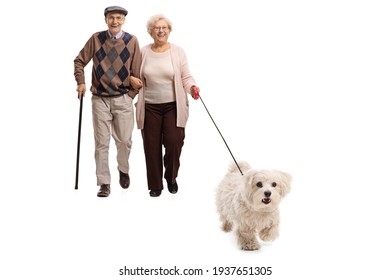 Elderly Couple Walking A Maltese Poodle Dog On A Lead Isolated On White Background