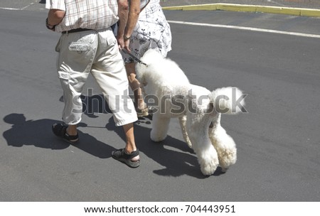 An elderly couple walks with her white poodle on a leash