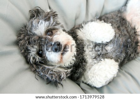 The elderly croosbreed of the poodle and shi tzu is lying in the bed on the duvet and looking cute and happy. 